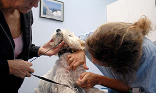 Så tar du reda på om din hund har allergi